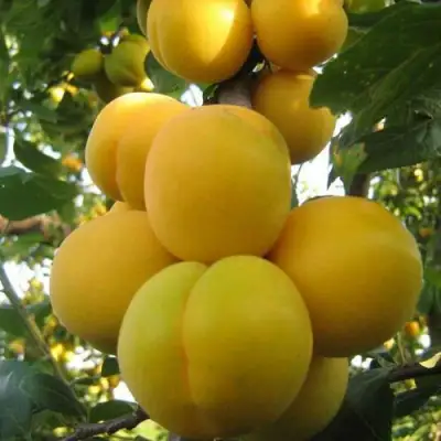 Слива ЛОДВА в Бобруйске