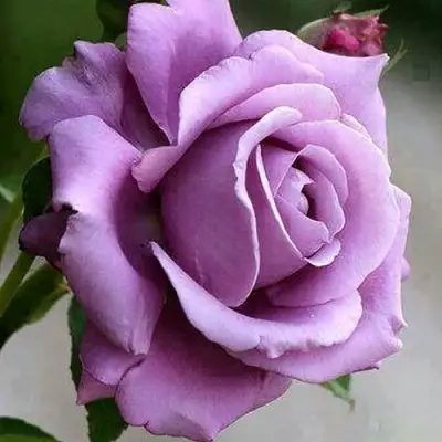 Роза МАЙЗЕР чайно-гибридная в Бобруйске