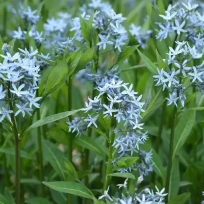 Амсония иволистная в Бобруйске