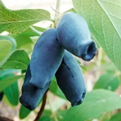 Жимолость съедобная АМФОРА в Бобруйске