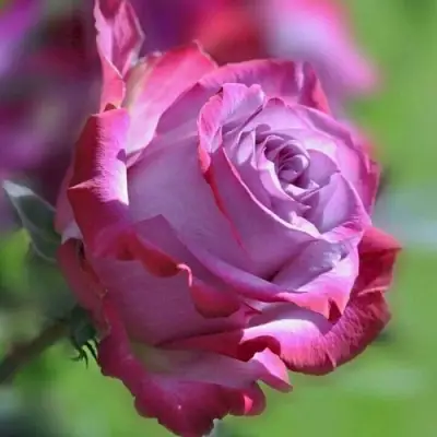 Роза ДИП ВОТЕР чайно-гибридная в Бобруйске