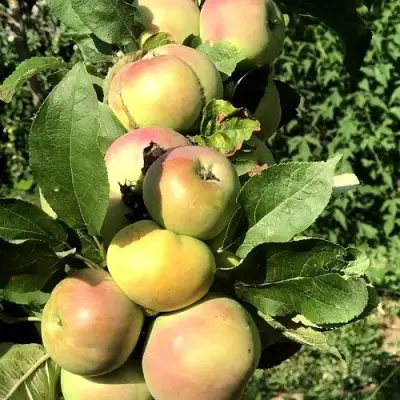 Яблоня ПРИОКСКОЕ колонновидная в Бобруйске