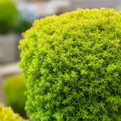 Туя АННИЕК западная в Бобруйске