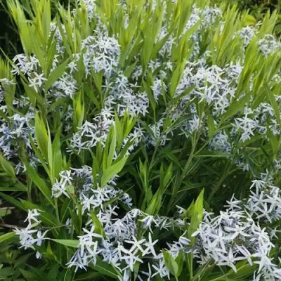 Амсония иволистная в Бобруйске