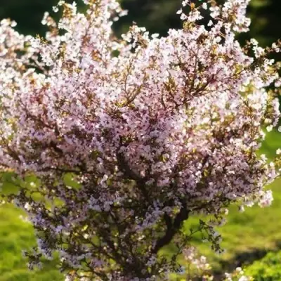 Сакура КОЙО НО МАЙ в Бобруйске