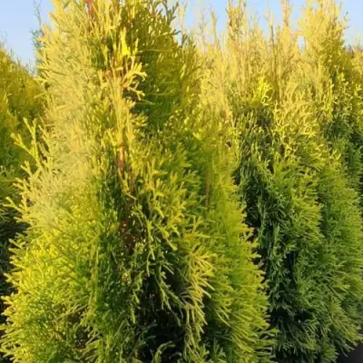 Туя ГОЛДЕН СМАРАГД западная в Бобруйске