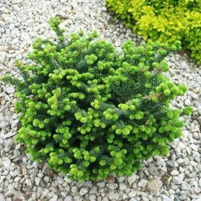 Пихта НАНА бальзамическая в Бобруйске