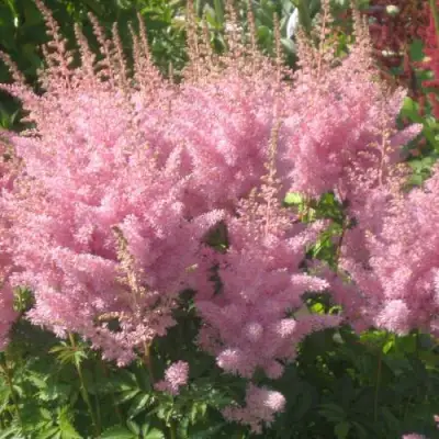 Астильба ЭДЕНС ОДИССЕЙ Арендса в Бобруйске