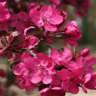 Яблоня РЕД КЕТТИ в Бобруйске