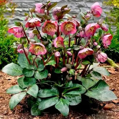 Морозник ВОСТОЧНЫЙ в Бобруйске