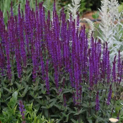 Шалфей КАРАДОНА в Бобруйске