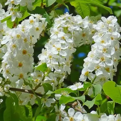Черемуха ЧАЙКА в Бобруйске