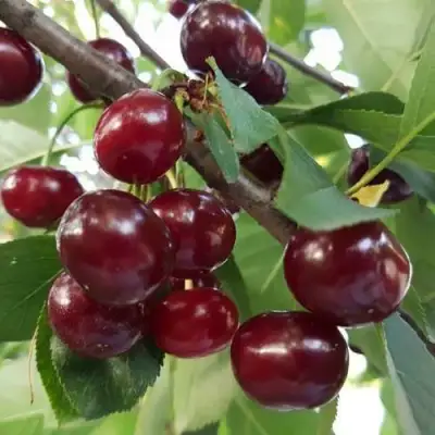 Дюк СЛАВЯНКА в Бобруйске