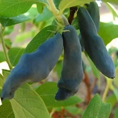 Жимолость съедобная НИМФА (ГАММА) в Бобруйске