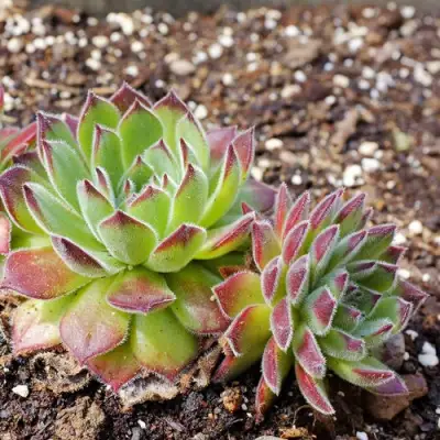 Молодило РУССКОЕ в Бобруйске