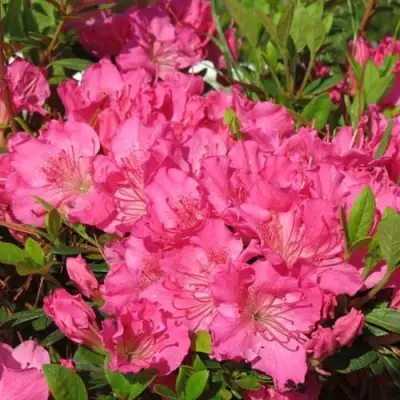 Азалия КИРСТИН японская в Бобруйске