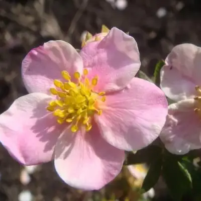 Лапчатка ПИНК КВИН кустарниковая в Бобруйске