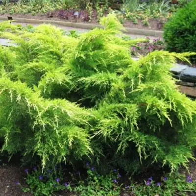 Можжевельник ГОЛД КОСТ средний в Бобруйске