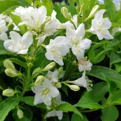 Вейгела БРИСТОЛЬСКАЯ СНЕЖИНКА в Бобруйске