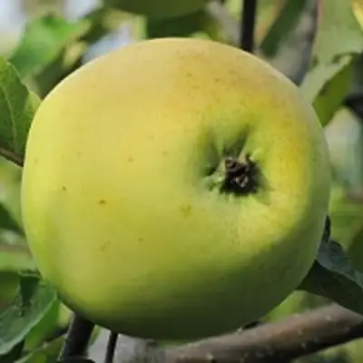 Яблоня РОССИЯНКА в Бобруйске