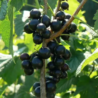 Смородина черная ВОЛОГДА в Бобруйске