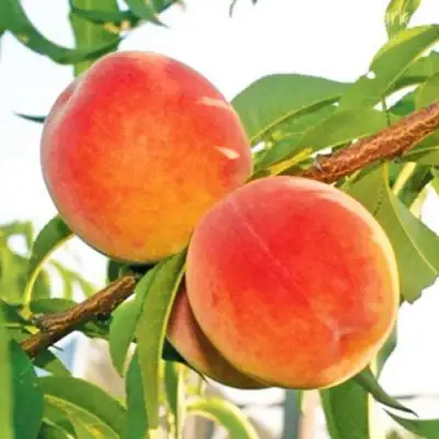 Персик ОНТАРИО в Бобруйске