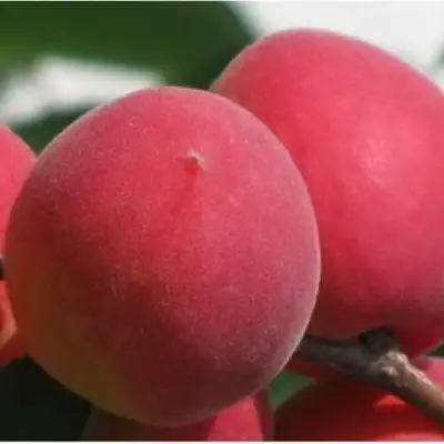 Абрикос РУБИН в Бобруйске