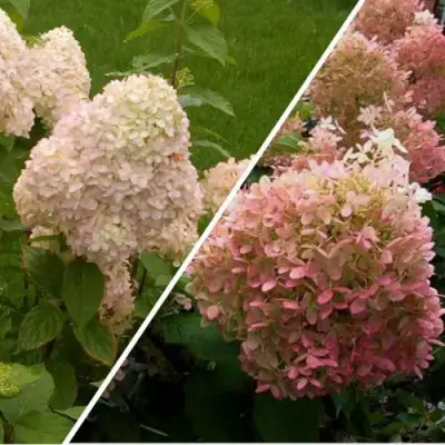 Комплект НЕЖНЫЕ ЧУВСТВА в Бобруйске