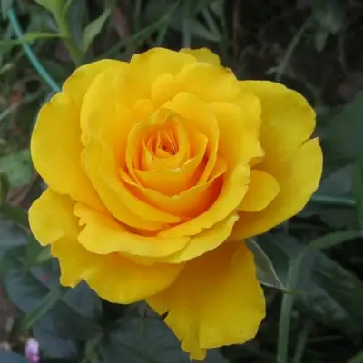 Роза КЕРИО чайно-гибридная в Бобруйске