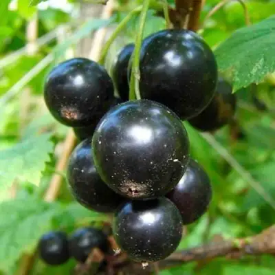 Смородина чёрная ЛЕНТЯЙ в Бобруйске