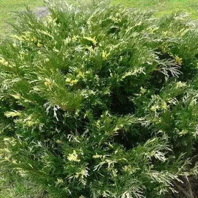Можжевельник АНДОРА ВАРИЕГАТА горизонтальный  в Бобруйске