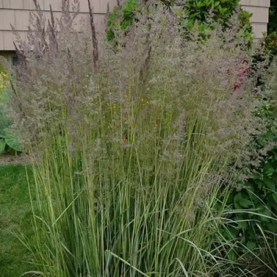 Вейник АВАЛАНШ остроцветковый в Бобруйске