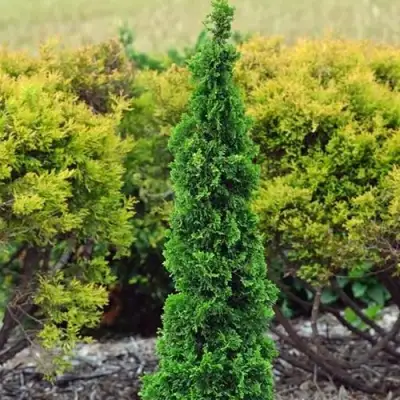 Туя СПИРАЛИС МИНИ западная в Бобруйске