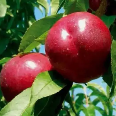 Нектарин МЕДВЕДЕВСКИЙ в Бобруйске