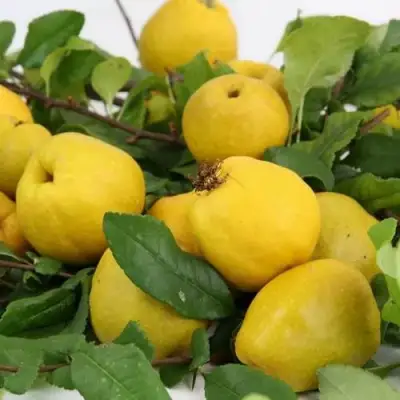 Айва ЯПОНСКАЯ в Бобруйске