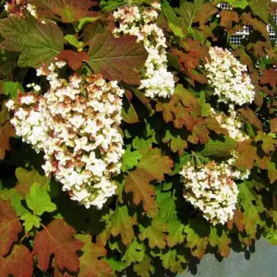 Гортензия БЛЭК ПОРШ дуболистная в Бобруйске