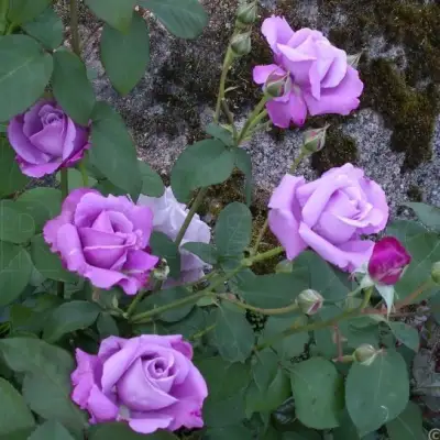 Роза СИЛЬВЕР СТАР чайно-гибридная в Бобруйске