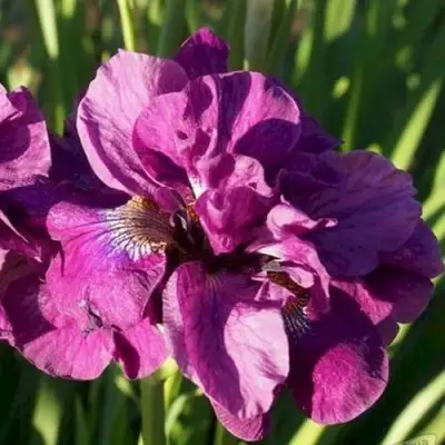 Ирис БАНДЛ ОВ ДЖОЙ сибирский в Бобруйске