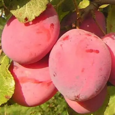 Слива ФАВОРИТЕ ДЕ СУЛТАНО в Бобруйске