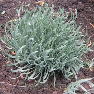 Лук СПИРАЛИС горный в Бобруйске