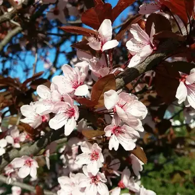 Слива ВУДИ растопыренная в Бобруйске