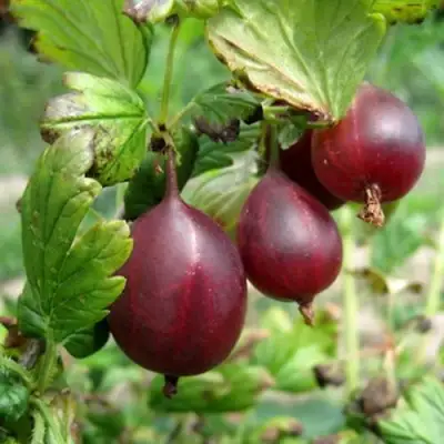 Крыжовник СЕРЕНАДА в Бобруйске