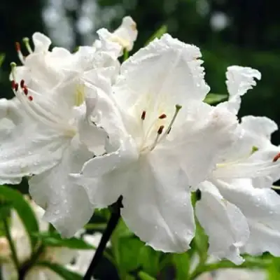 Азалия ОКСИДОЛ листопадная в Бобруйске