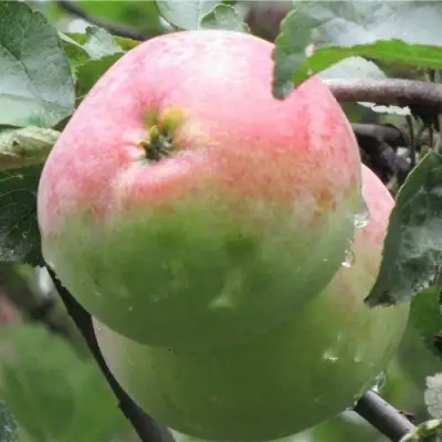 Яблоня МОСКОВСКОЕ ЗИМНЕЕ в Бобруйске