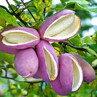 Акебия ПЯТЁРНАЯ  в Бобруйске