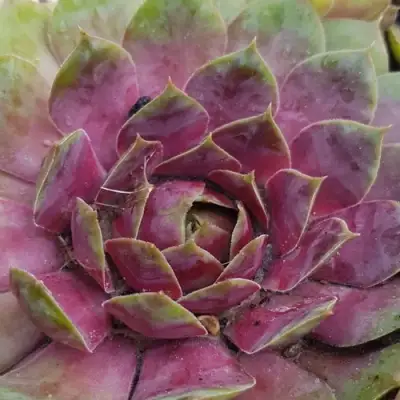 Молодило УФО в Бобруйске