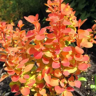 Барбарис ОРАНЖ ФАЙЕР тунберга в Бобруйске