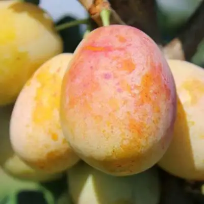 АПРИМИРА в Бобруйске