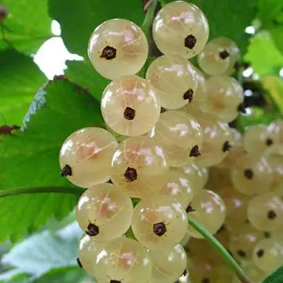 Смородина белая ЮТЕРБОРГСКАЯ в Бобруйске