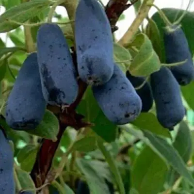 Жимолость съедобная ВОЛХОВА в Бобруйске